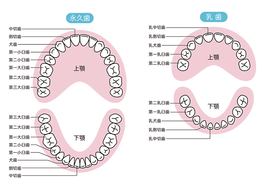 子どもの矯正歯科治療とは（乳歯列・混合歯列・小児矯正）